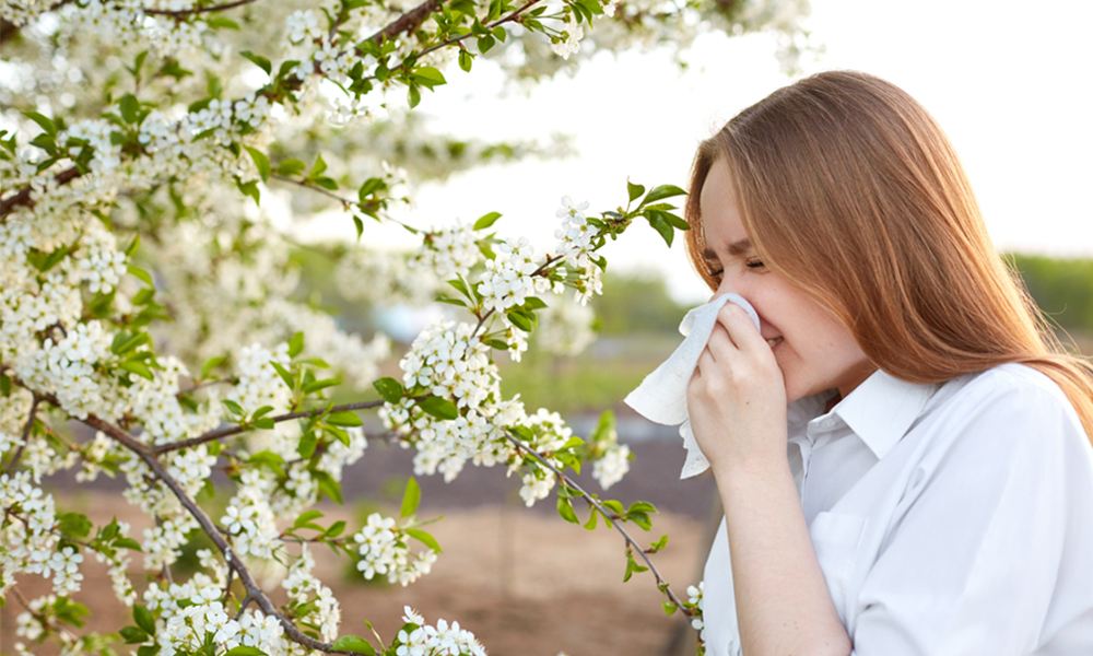 Sổ mũi và nghẹt mũi là triệu chứng phổ biến của dị ứng phấn hoa